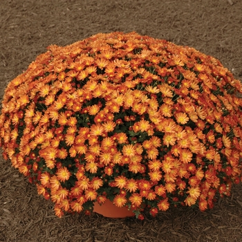 Chrysanthemum x morifolium 'Tasha Bronze' 