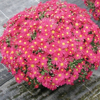 Chrysanthemum x morifolium 'Theresa Dark Pink'