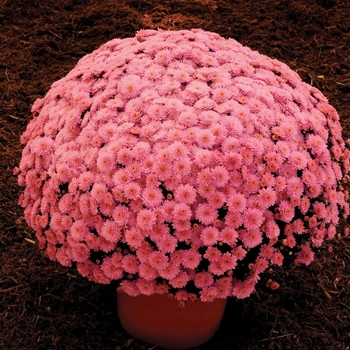 Chrysanthemum x morifolium Ursula™ 'Lavender'