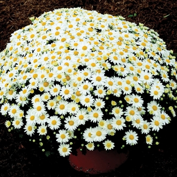 Chrysanthemum x morifolium 'Vanna™ Snow' 