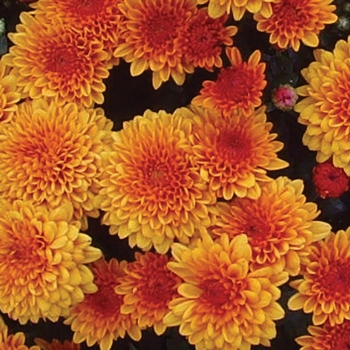 Chrysanthemum x morifolium 'Vicki Orange Bicolor' 
