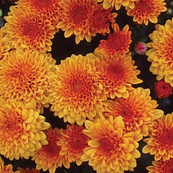 Chrysanthemum x morifolium 'Vicki Orange Bicolor'