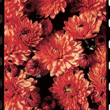 Chrysanthemum x morifolium 'Warm Megan Orange' 