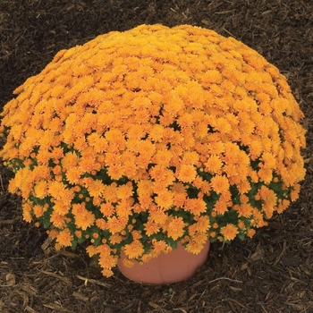 Chrysanthemum x morifolium 'Warm Ursula Bronze'