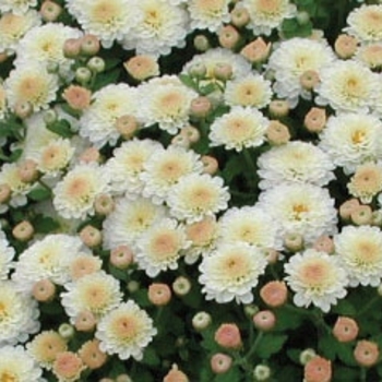 Chrysanthemum x morifolium 'White Gigi' 