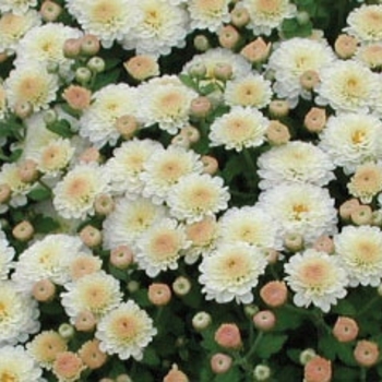 Chrysanthemum x morifolium 'White Gigi'