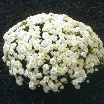 Chrysanthemum x morifolium 'Wilma™ White' 