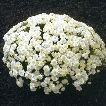 Chrysanthemum x morifolium 'Wilma™ White'