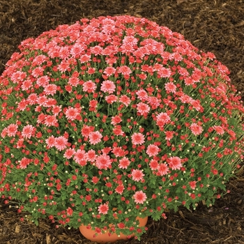 Chrysanthemum x morifolium 'Zesty Victoria Coral'