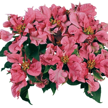 Euphorbia pulcherrima 'Carousel™ Pink'