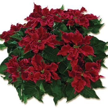 Euphorbia pulcherrima Carousel™ Dark Red