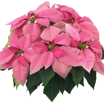 Euphorbia pulcherrima Cortez™ 'Pink' 10,077