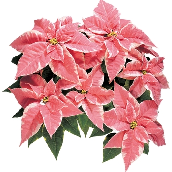 Euphorbia pulcherrima 'Marblestar™' 