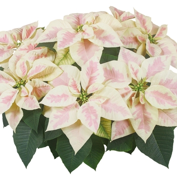 Euphorbia pulcherrima 'Mars™ Marble' 