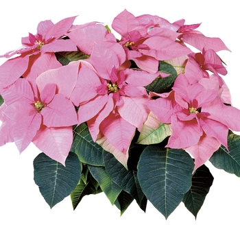Euphorbia pulcherrima Mars™ 'Pink'