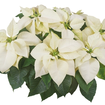 Euphorbia pulcherrima 'White' 10,824