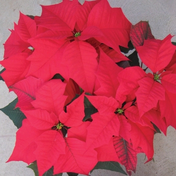 Euphorbia pulcherrima Mira™ 'Red'