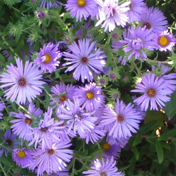 Aster oblongifolius