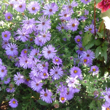 Aster oblongifolius 