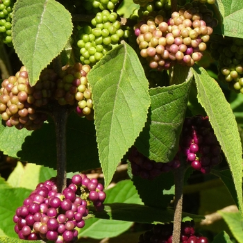 Callicarpa acuminata 