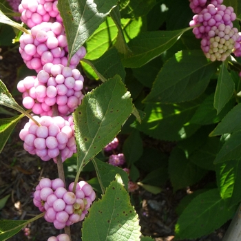 Callicarpa americana 'Welch's Pink'