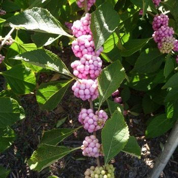 Callicarpa americana 'Welch's Pink' 