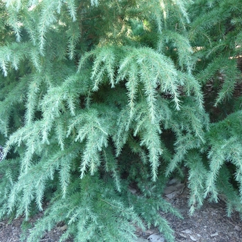 Cedrus deodara 'Montrose Veil' 