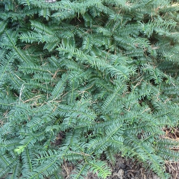 Cephalotaxus harringtonia 'Mary Fleming' 