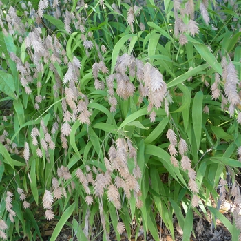 Chasmanthium latifolium