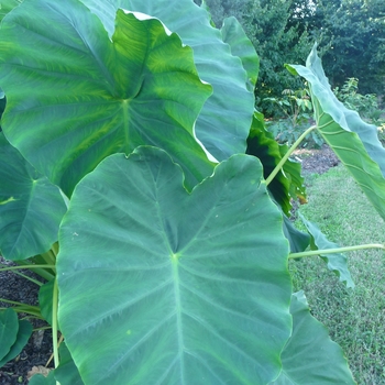 Colocasia esculenta 'Jack's Giant' 