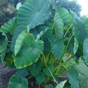 Colocasia esculenta 'Jack's Giant'