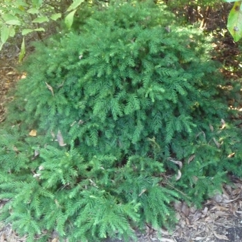 Cryptomeria japonica 'Elegans Nana' 