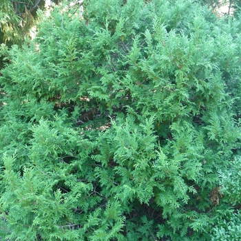 Cryptomeria japonica 'Giokumo' 