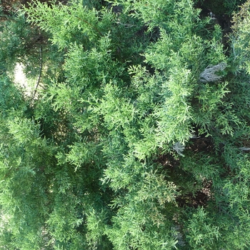 Cupressus arizonica 'Golden Pyramid' 