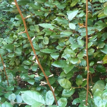 Elaeagnus pungens 'Glens Compact' 