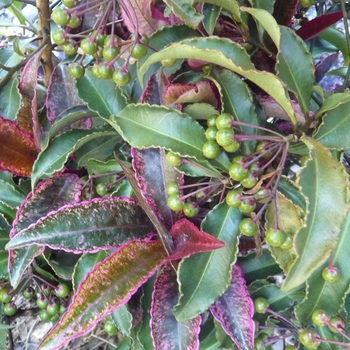 Euonymus europaeus 'Red Cascade'