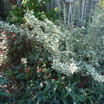 Euonymus fortunei 'Emerald Gaiety' 