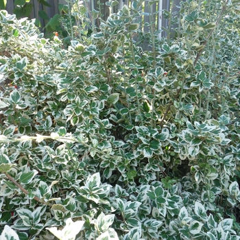 Euonymus fortunei 'Emerald Gaiety'