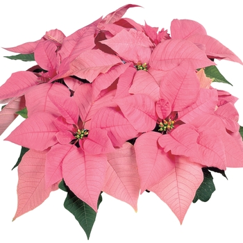 Euphorbia pulcherrima 'Pink Elf™'