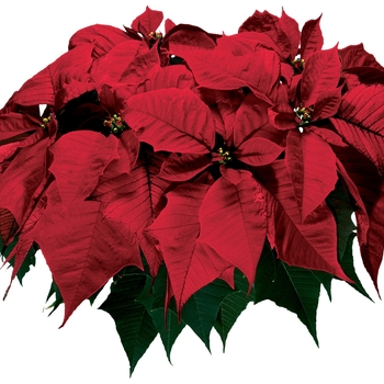 Euphorbia pulcherrima Sonora™ 'Red' 9,365