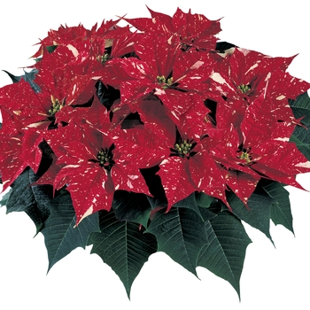 Poinsettia euphorbia pulcherrima Red Glitter