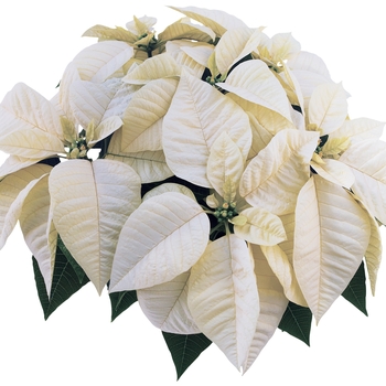 Euphorbia pulcherrima 'Whitestar™' 
