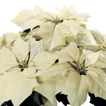 Euphorbia pulcherrima 'White Shades'