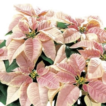Euphorbia pulcherrima 'Marble Shades' 
