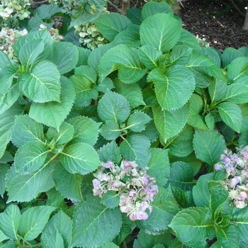 Hydrangea macrophylla 'Cardinal Red' 