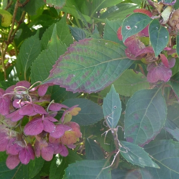 Hydrangea serrata 'Preziosa' 