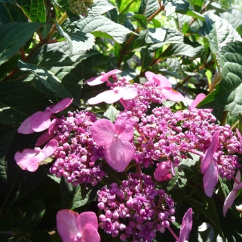 Hydrangea macrophylla 'PIIHM-I' PP20176, CPBR3688