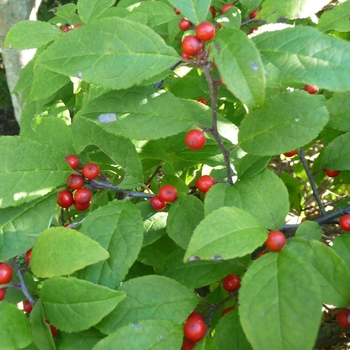 Ilex 'Carolina Cardinal'