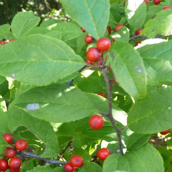 Ilex 'Carolina Cardinal' 