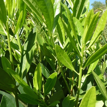 Illicium parviflorum